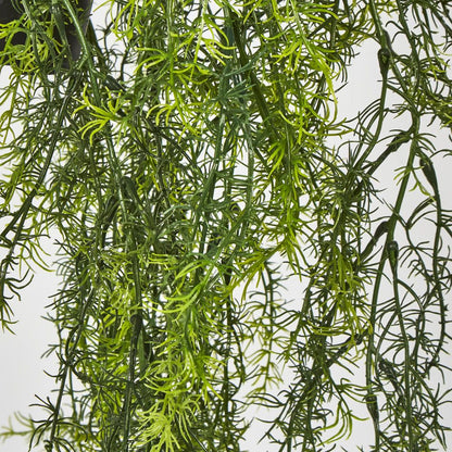 Sprengeri In Hanging Pot Asparagus Fern