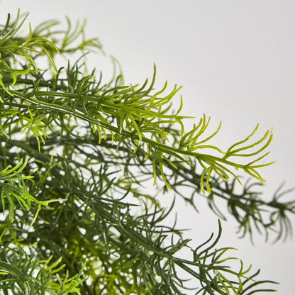 Sprengeri In Hanging Pot Asparagus Fern