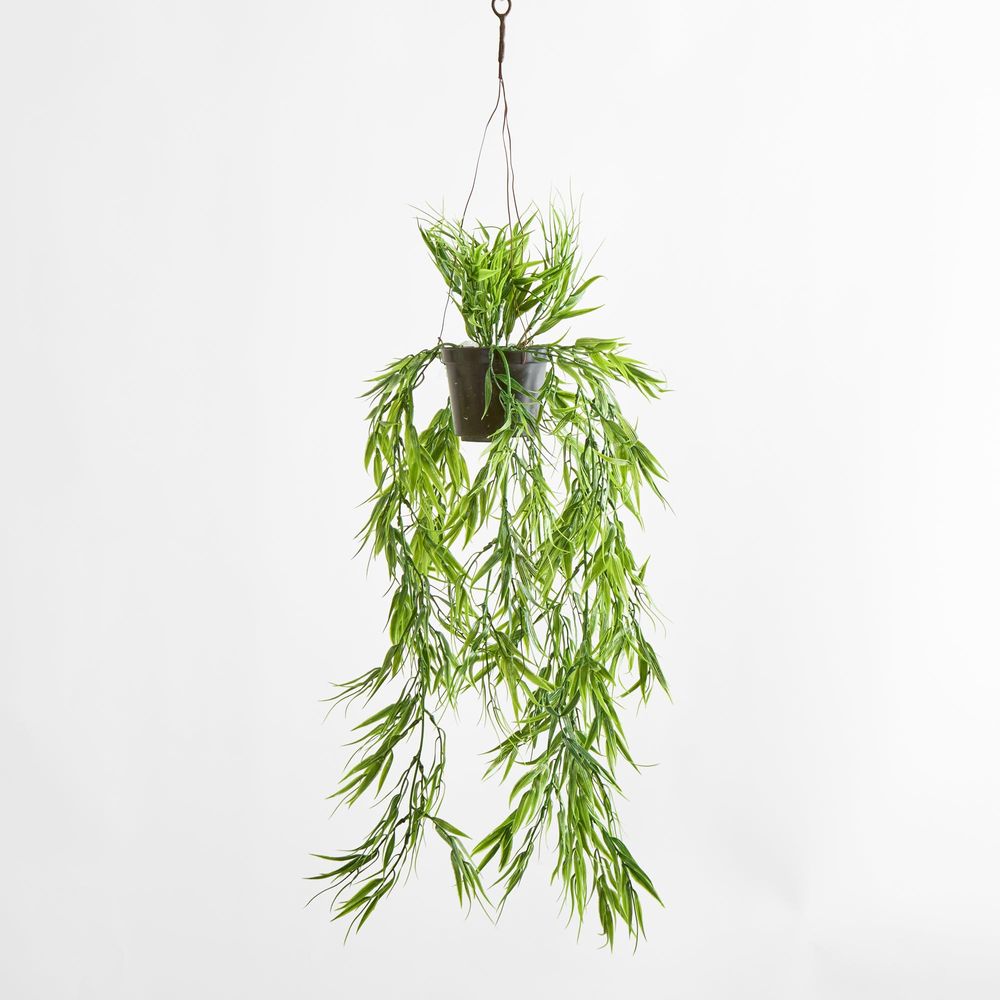 Green Bamboo In Hanging Pot