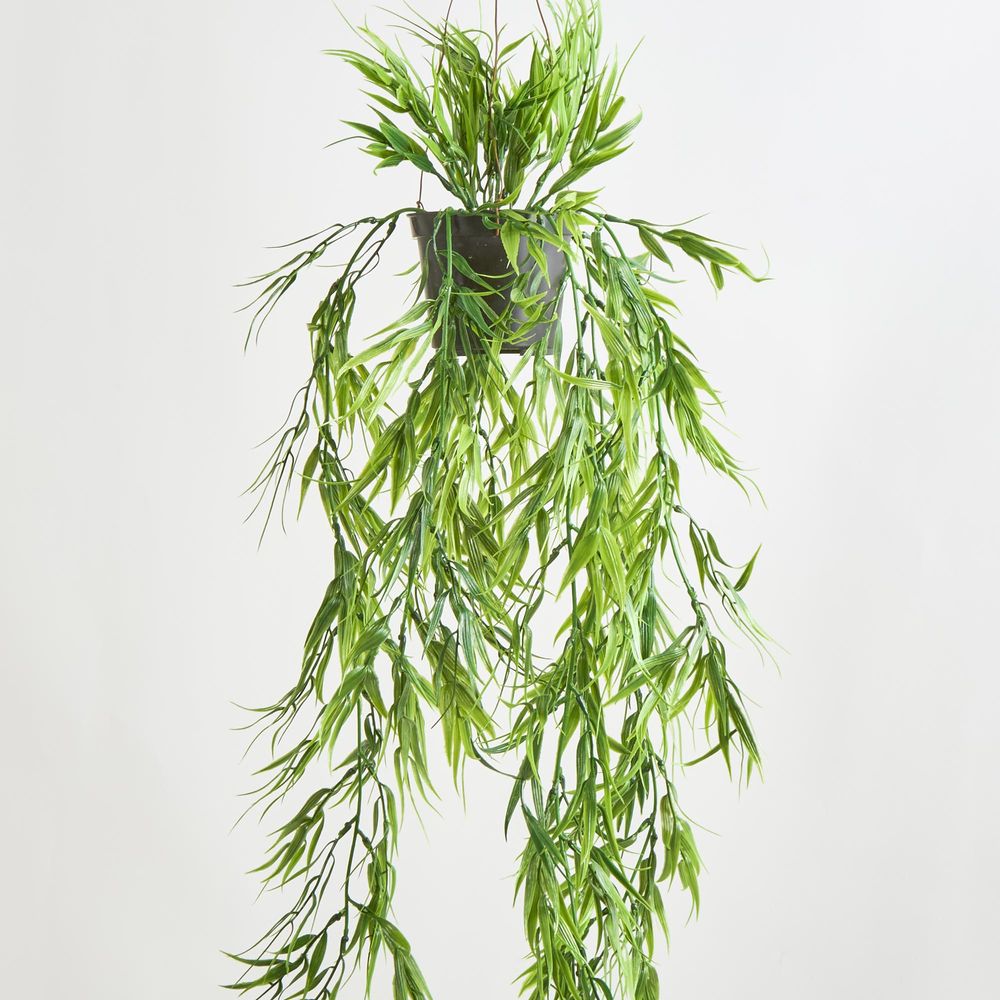 Green Bamboo In Hanging Pot