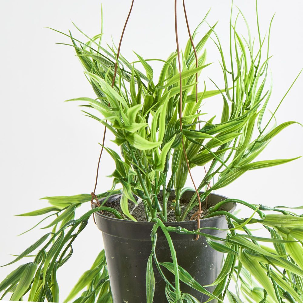 Green Bamboo In Hanging Pot