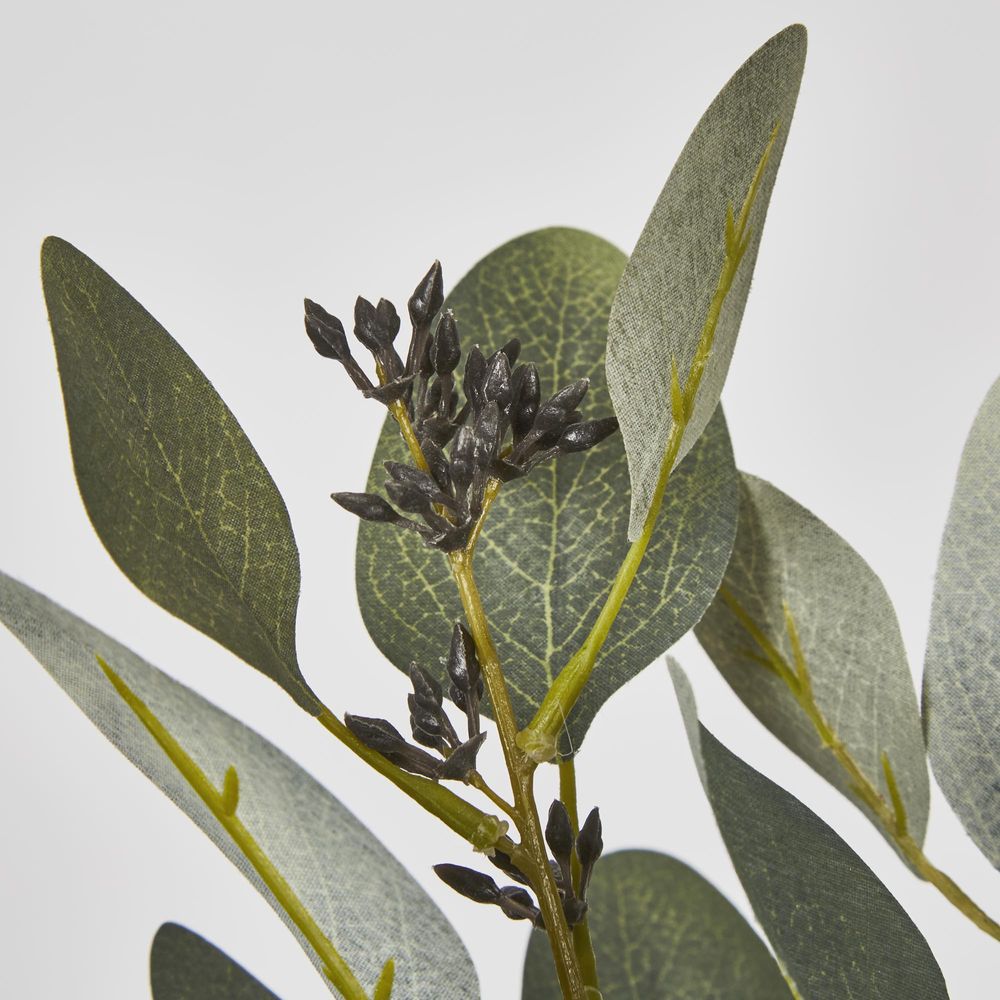 Gum Bush With Navy Berry Seeds