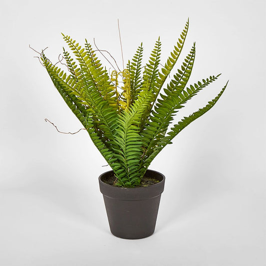 Potted Fern
