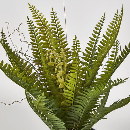 Potted Fern