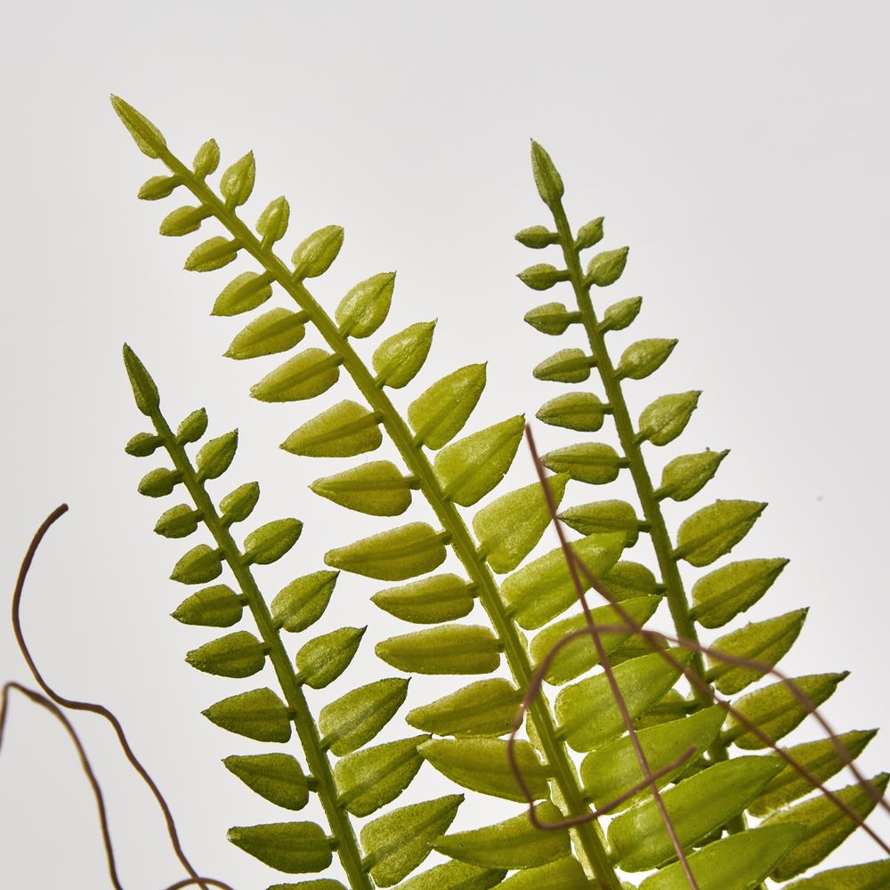 Potted Fern