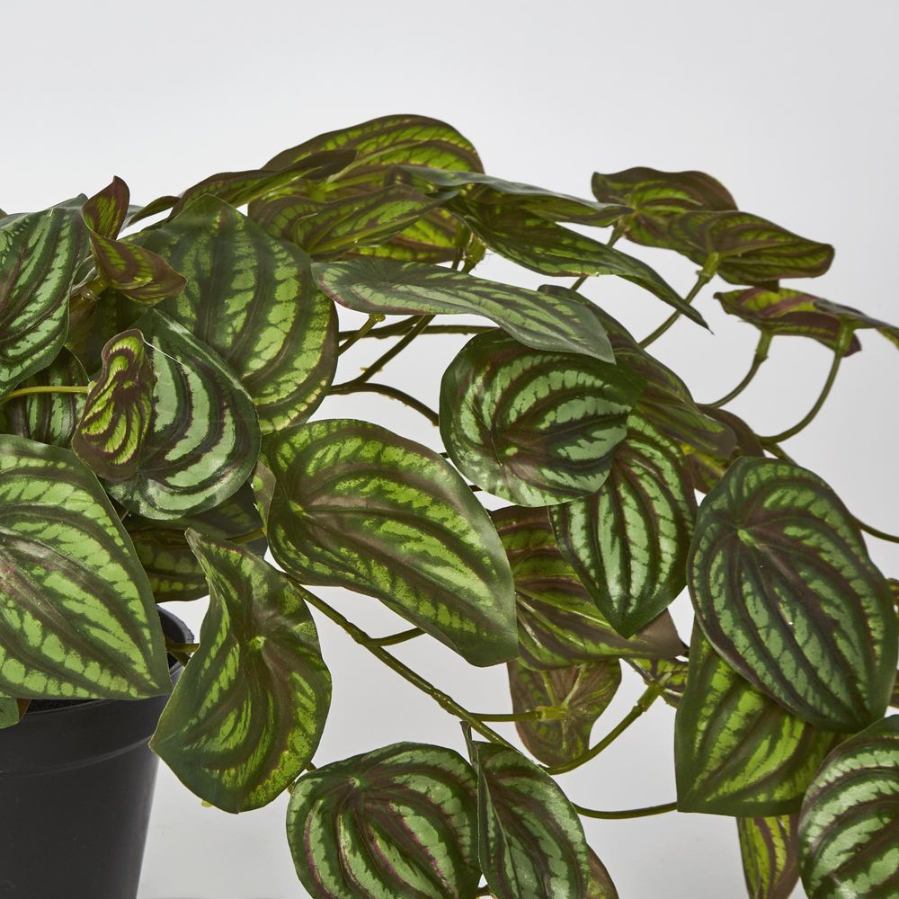 Real Touch Hanging Watermelon Peperomia In Black Pot