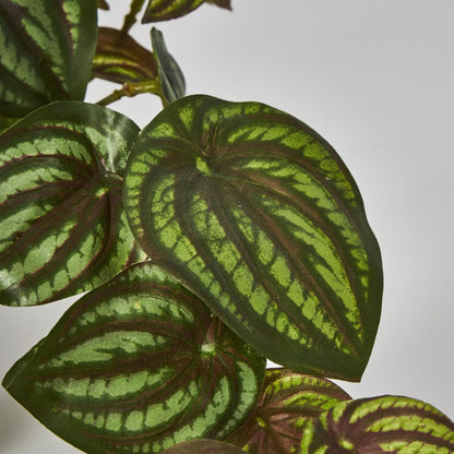 Real Touch Hanging Watermelon Peperomia In Black Pot