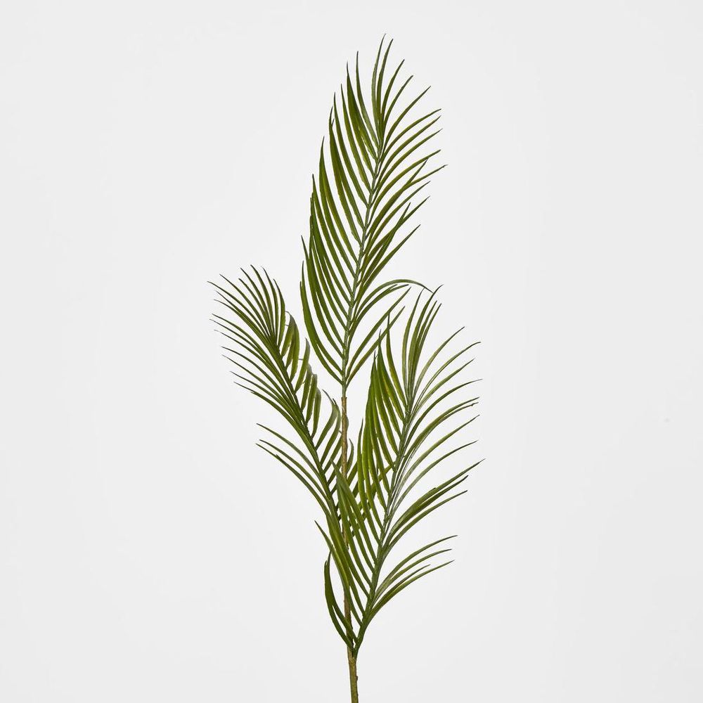 Green Arca Palm X 3