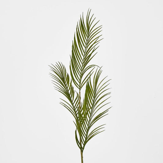 Green Arca Palm X 3
