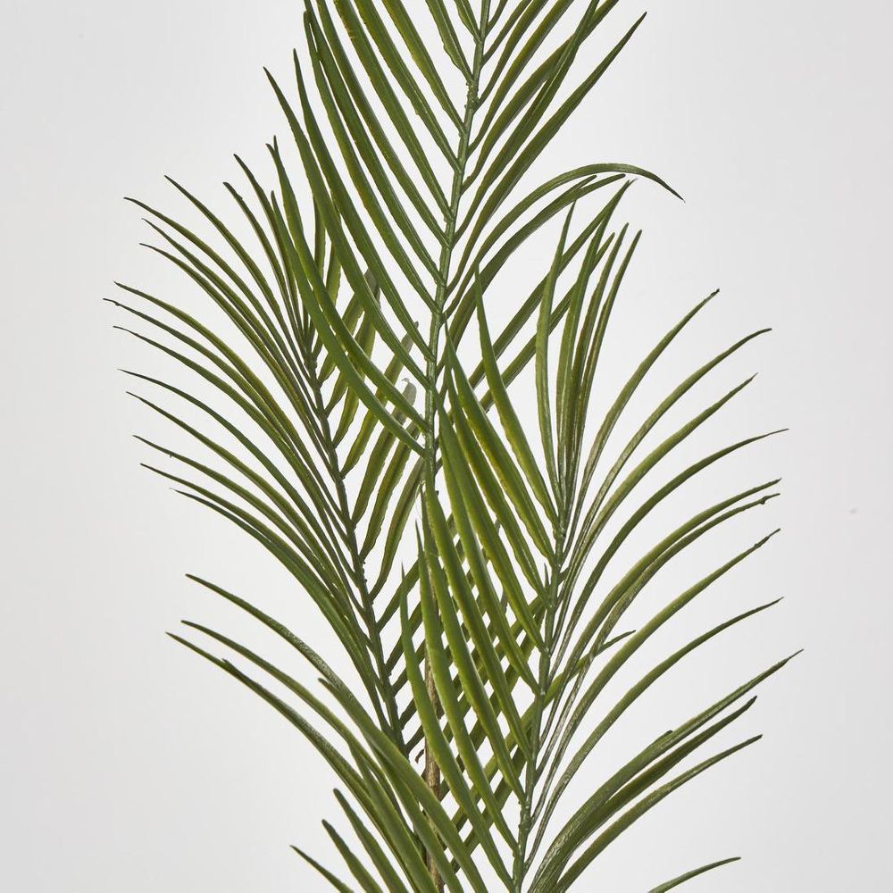 Green Arca Palm X 3