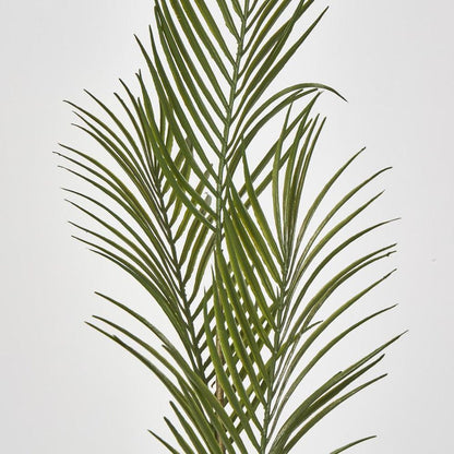 Green Arca Palm X 3
