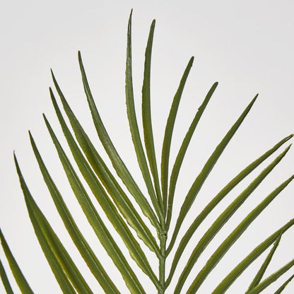 Green Arca Palm X 3