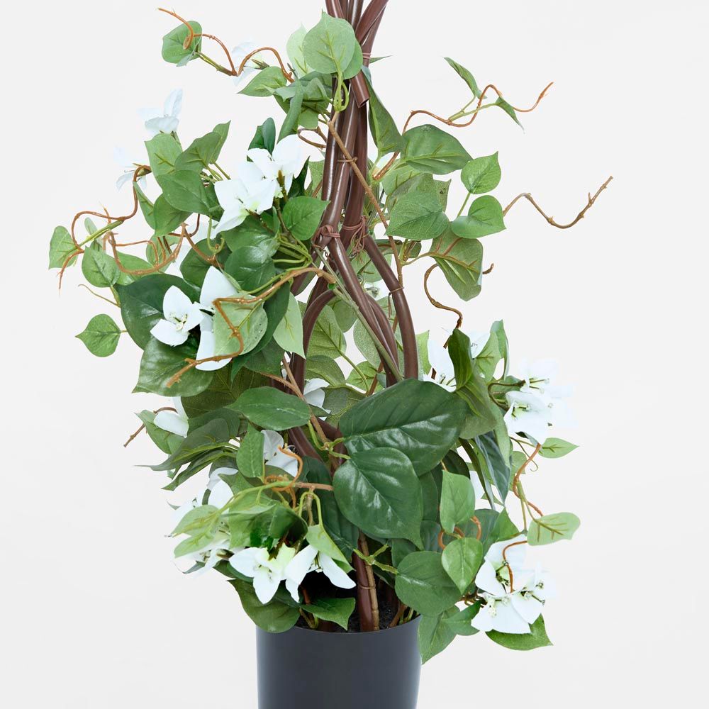 61Cm Climbing White Bougainvillea In Pot
