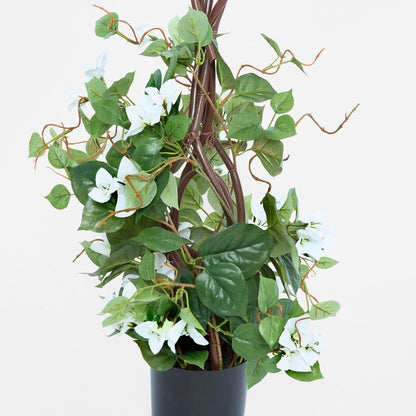 61Cm Climbing White Bougainvillea In Pot