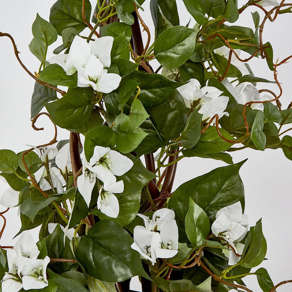 61Cm Climbing White Bougainvillea In Pot