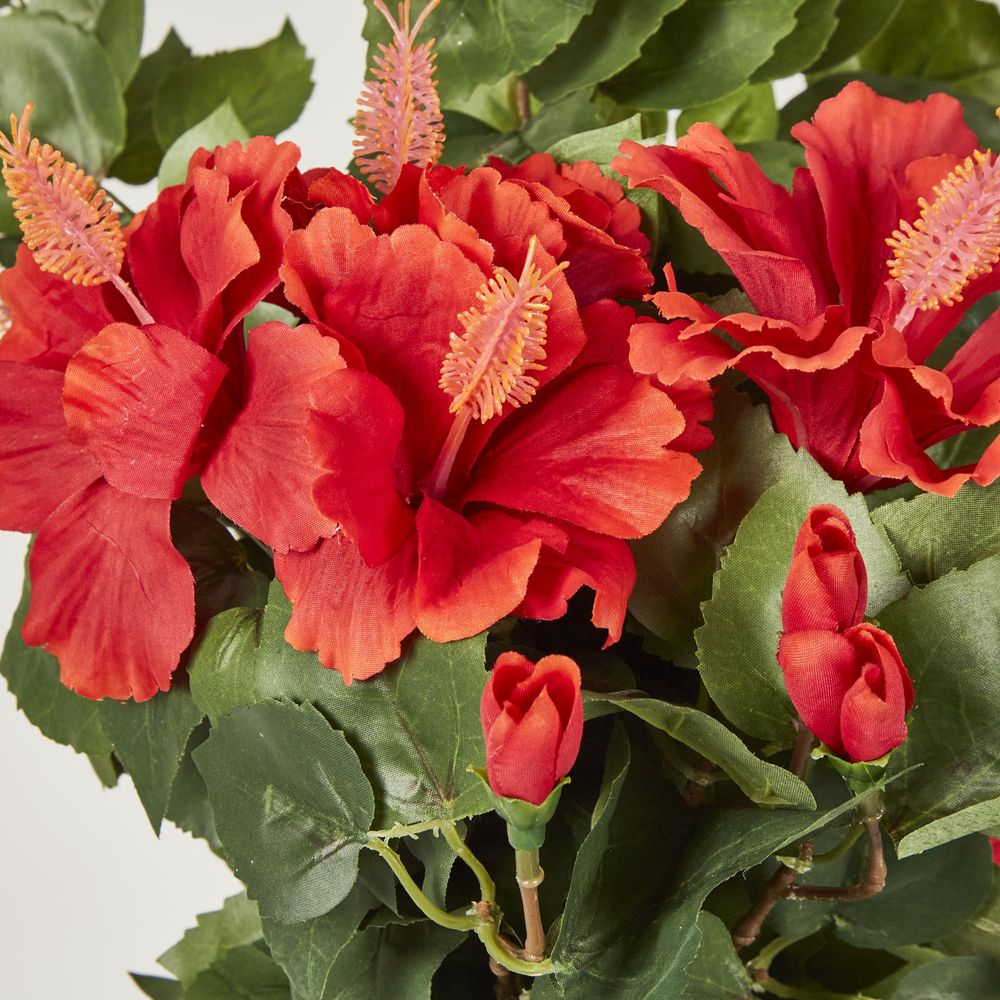 Red Hibiscus Hanging Bush With 10 Flowers