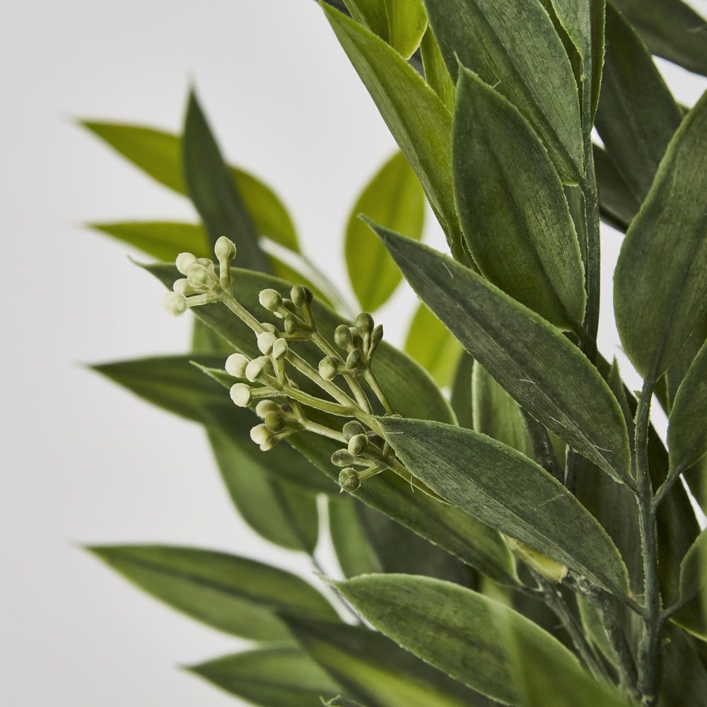 Green Ruscus Bush X9