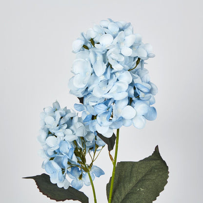 Light Blue Cone Hydrangea