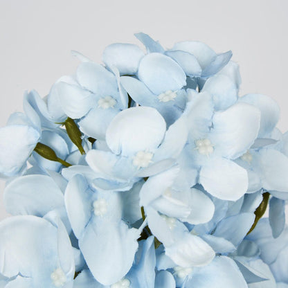 Light Blue Cone Hydrangea