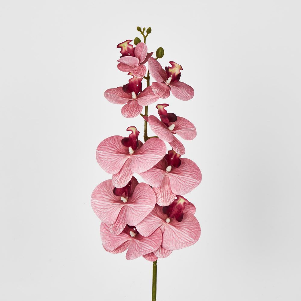 Dusty Pink Phalaenopsis Orchid