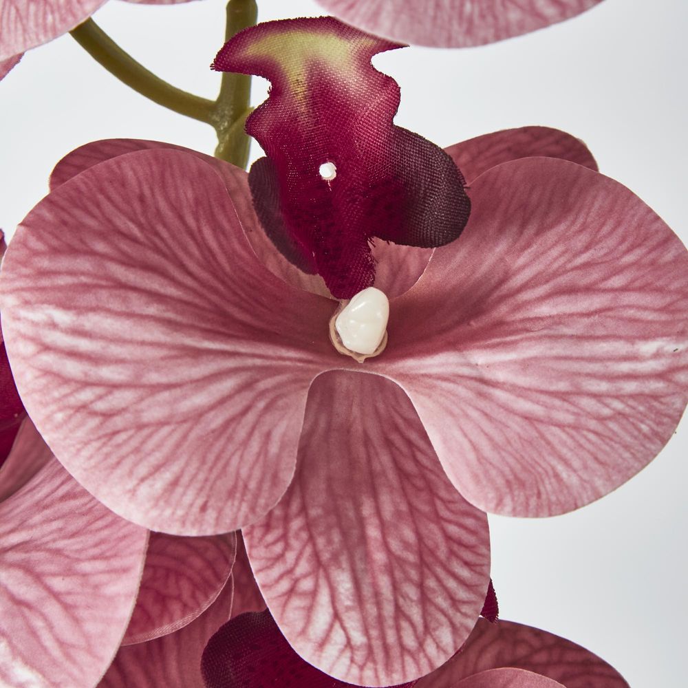 Dusty Pink Phalaenopsis Orchid