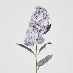 Lavender Cone Hydrangea X 2