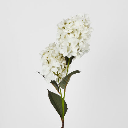 White Cone Hydrangea X 2