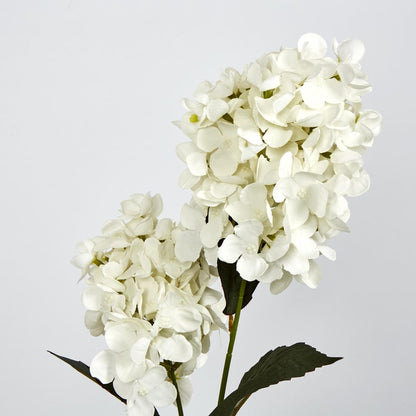 White Cone Hydrangea X 2