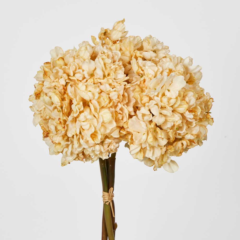 Dried Cream Hydrangea X 3 Bundle