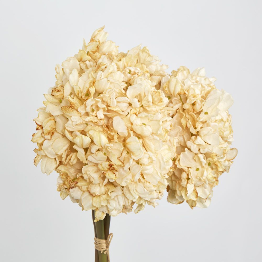 Dried Cream Hydrangea X 3 Bundle