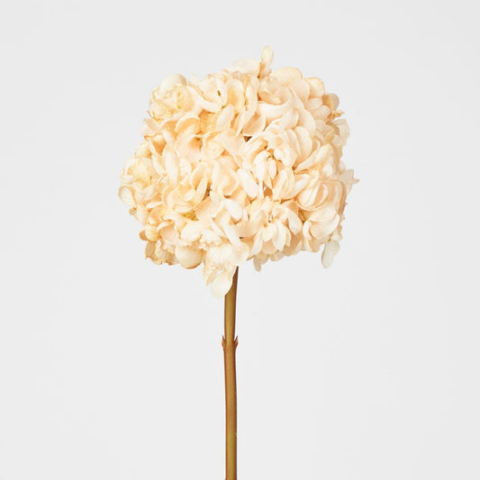 Dried Cream Hydrangea