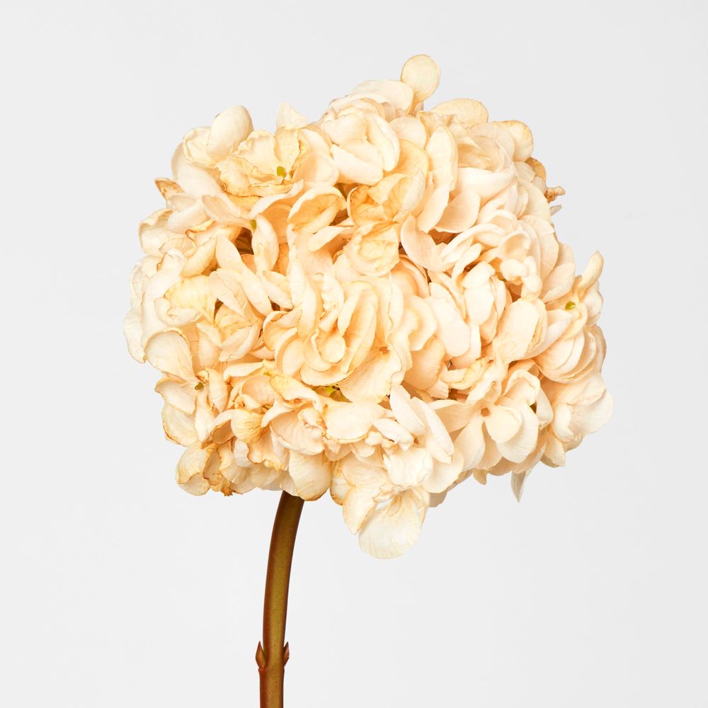 Dried Cream Hydrangea