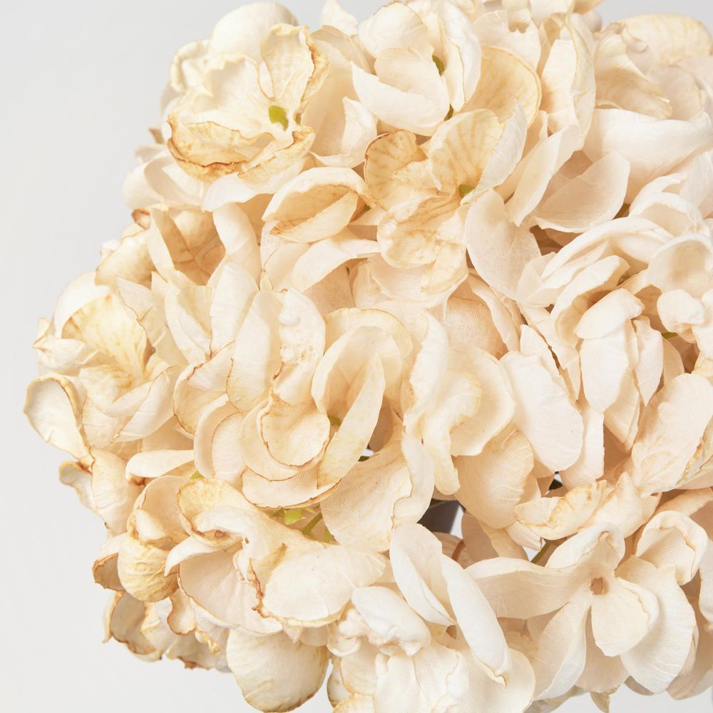 Dried Cream Hydrangea