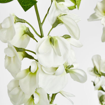 Wisteria Branch White