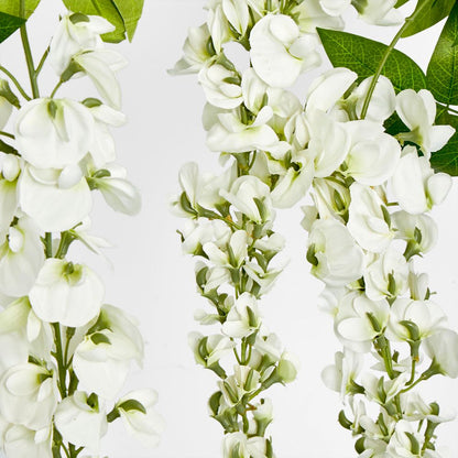 Wisteria Branch White