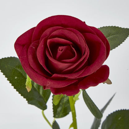 Red Rose Stem