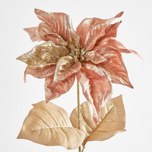 Poinsettia