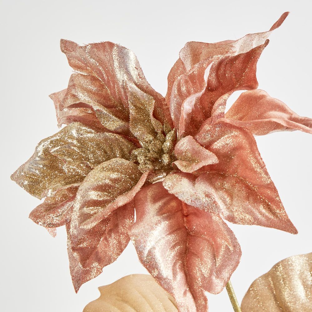 Poinsettia