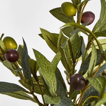 Olive Leaf Bush With Olives