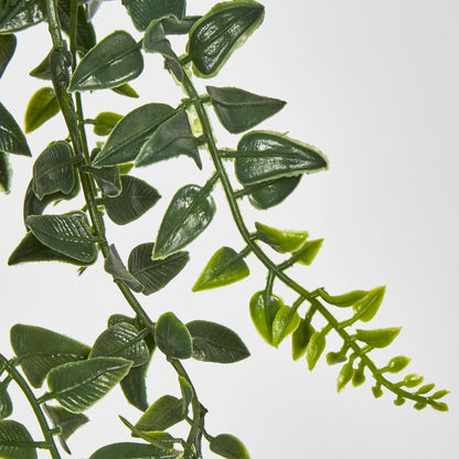 Hanging Baker Fern In Pot