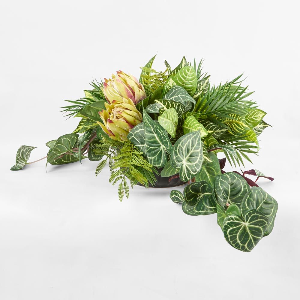 Hanging Green Syngonium Bush Vine X 9