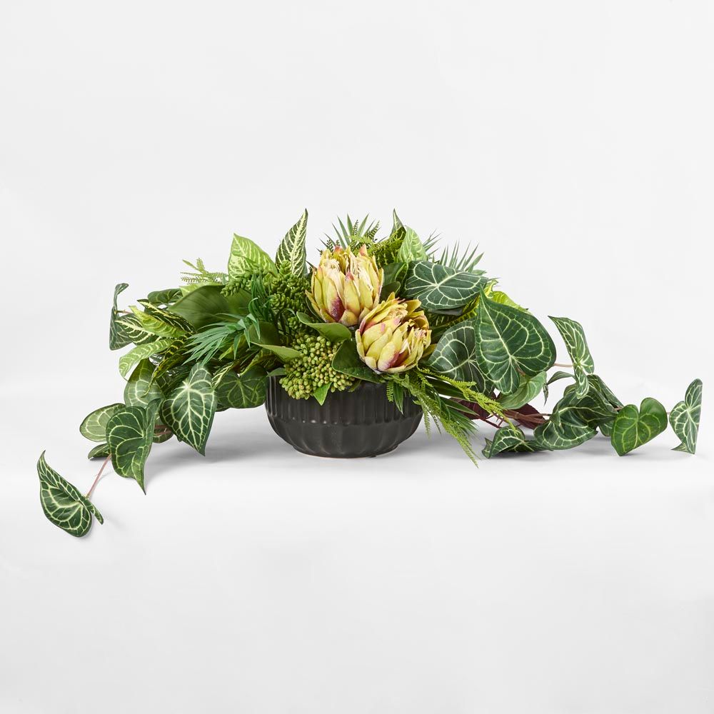 Hanging Green Syngonium Bush Vine X 9