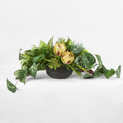 Hanging Green Syngonium Bush Vine X 9