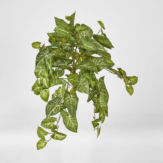 Hanging Green Syngonium Bush Vine X 9