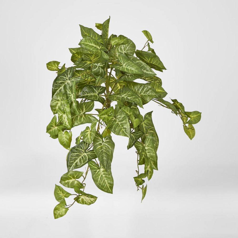 Hanging Green Syngonium Bush Vine X 9
