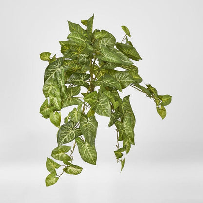 Hanging Green Syngonium Bush Vine X 9