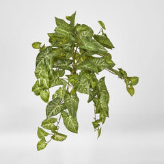 Hanging Green Syngonium Bush Vine X 9