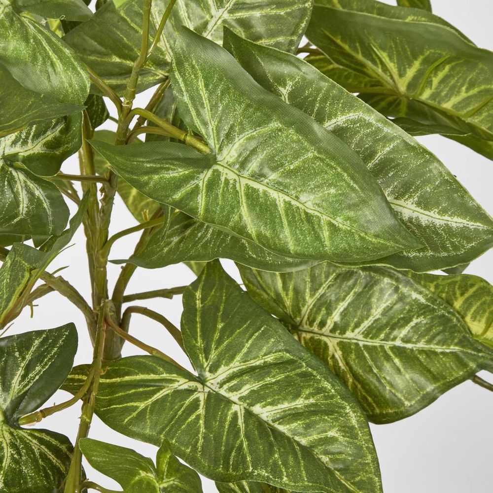 Hanging Green Syngonium Bush Vine X 9