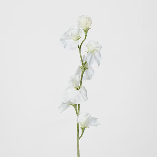 White Sweetpea