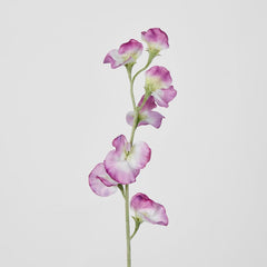 Pink Sweetpea